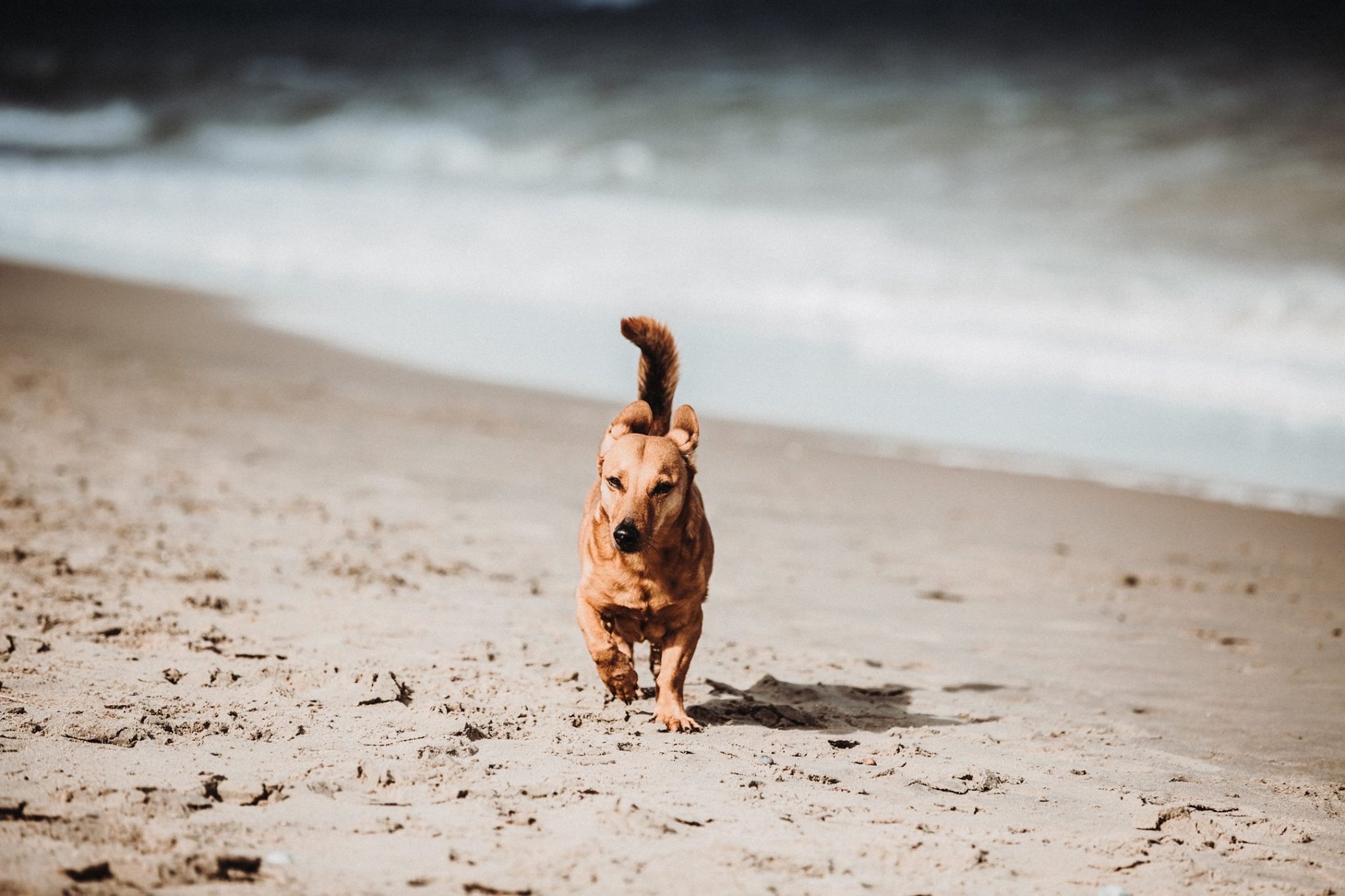 Tierfotograf Trier, Bitburg, Luxemburg Hunde am Strand