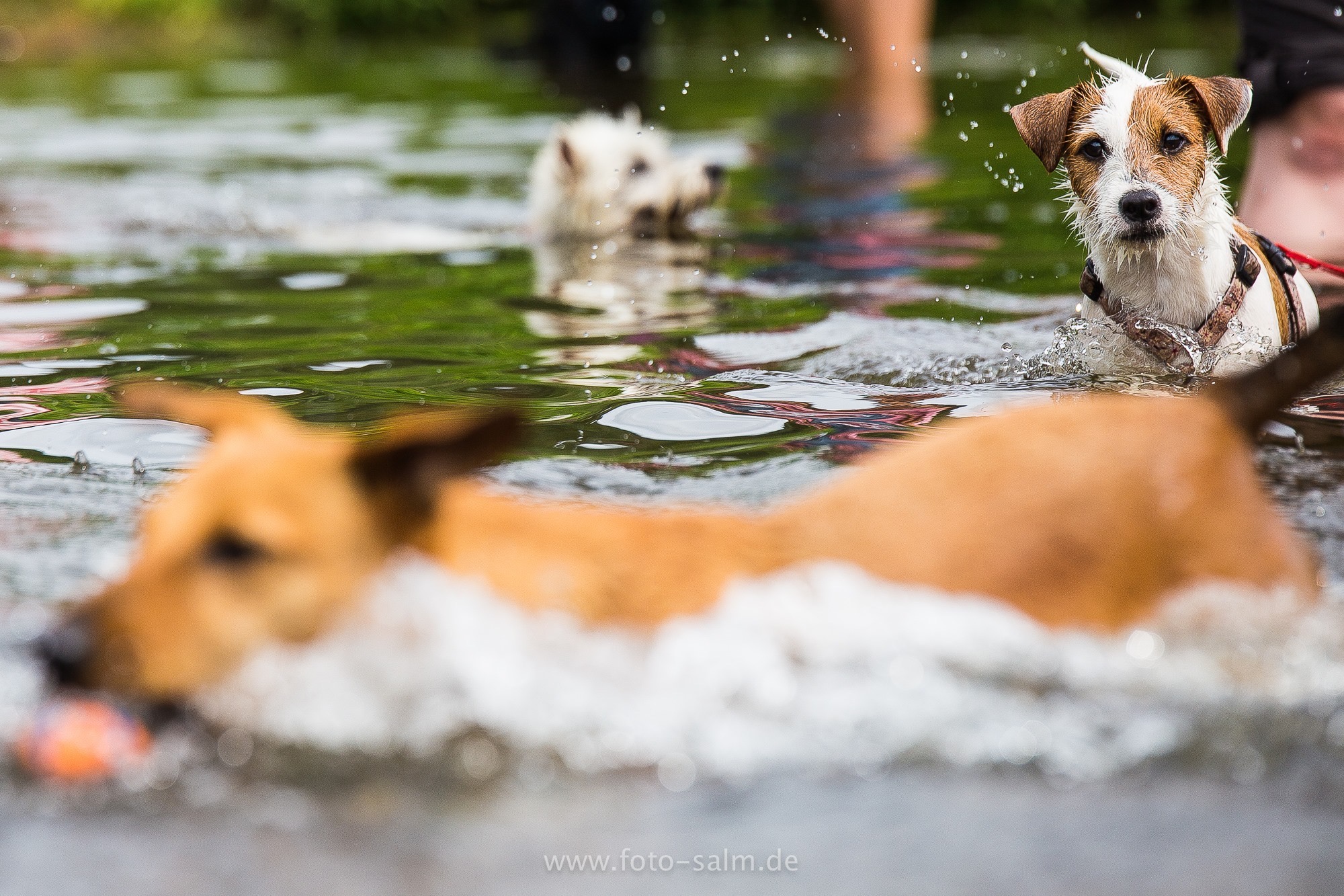Hunde im Wasser Hundefotograf Trier Bitburg Luxemburg